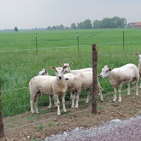 Grillage moutons
