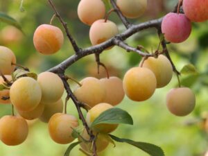 Prunier "Mirabelle de Nancy"