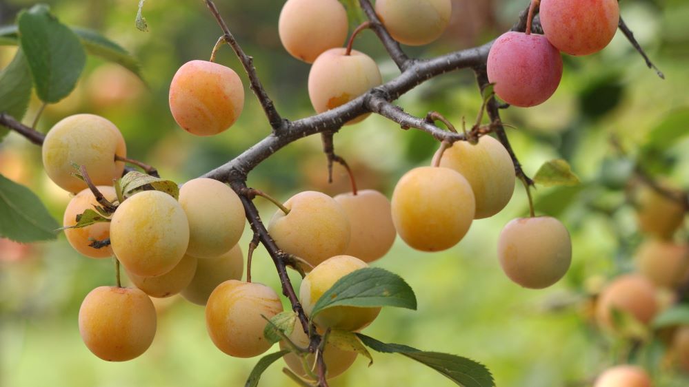 Prunier "Mirabelle de Nancy" – Image 1