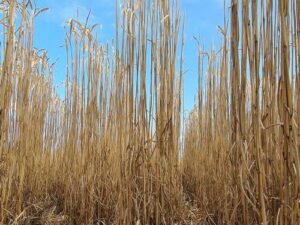 Paillis de Miscanthus en ballot de 15 kg (140 L) – Image 4