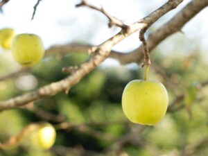 Pommier "Golden Delicious"